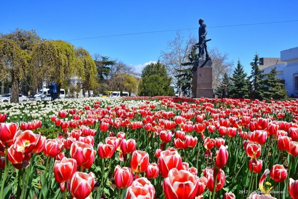 Тюльпаны Севастополь