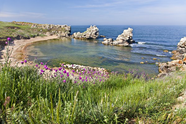 Крым Флора Севастополь