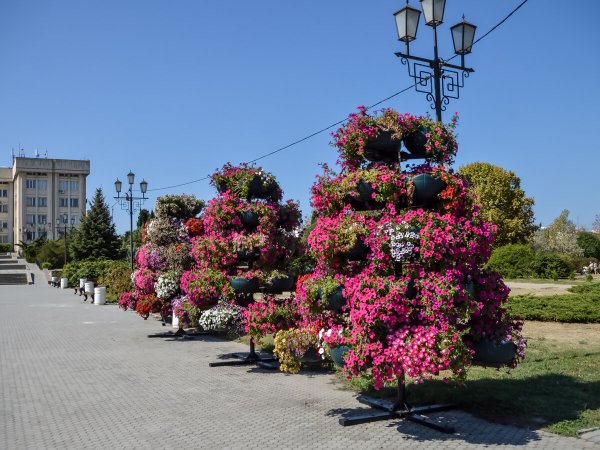 Растения Севастополя
