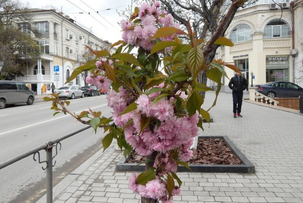 Сакура в Севастополе дерево