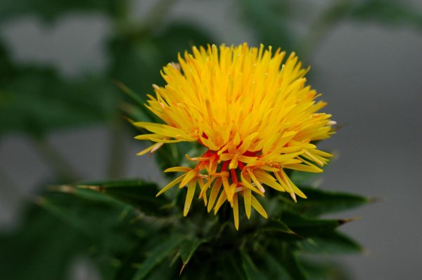 Сафлор красильный (сафлор, Carthamus tinctorius)
