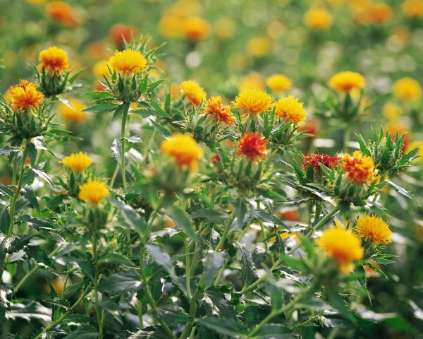 Сафлор красильный (Carthamus tinctorius) (Orange)