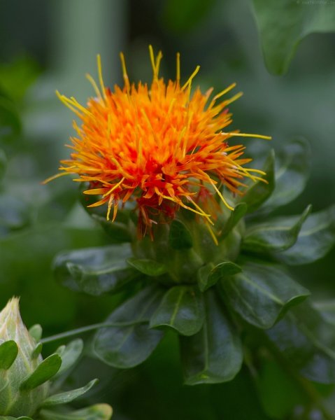 Carthamus tinctorius