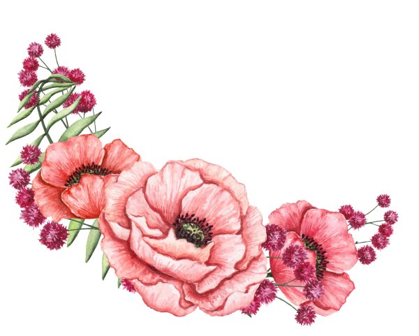 Цветы арт на белом фоне