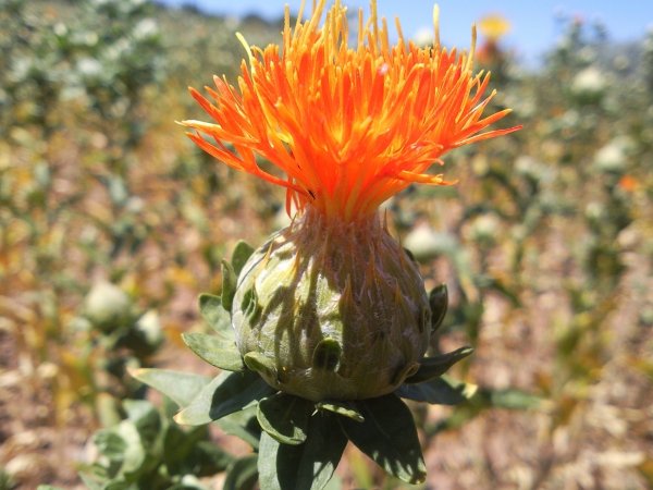 Carthamus tinctorius
