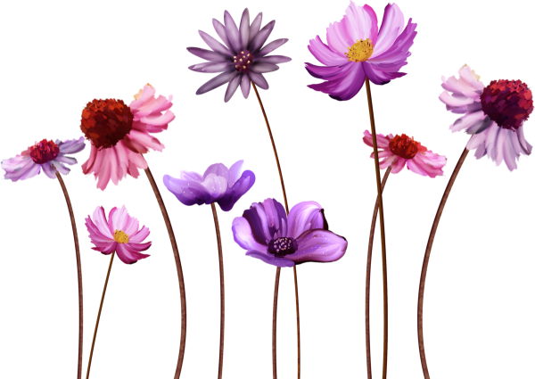 Картинки цветов на белом фоне