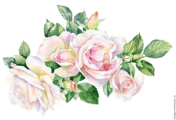 Роза акварель