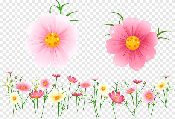 Летние цветы на белом фоне