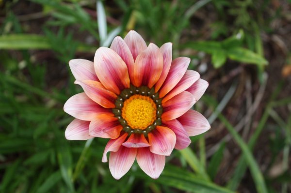 Африканские цветы