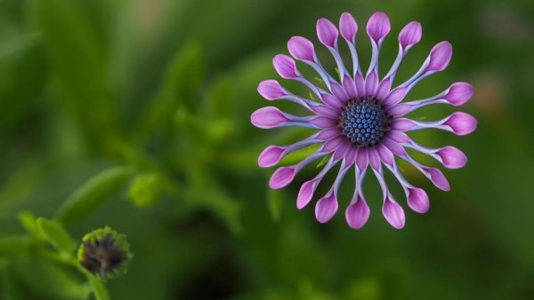 Африканская Маргаритка