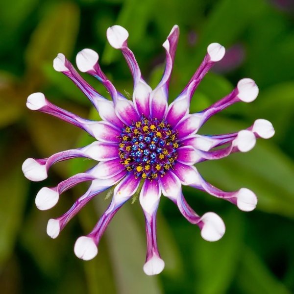 Цветок из Африки