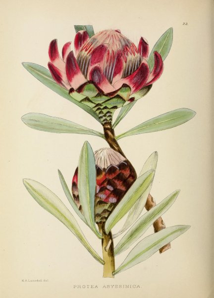 Protea latifolia Ботанические рисунки