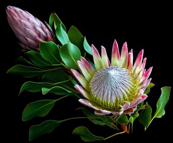 Экзотика протея Венус