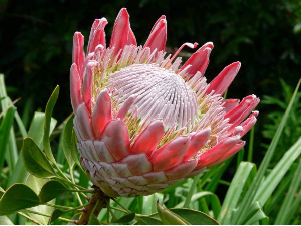 Протея Магнифика