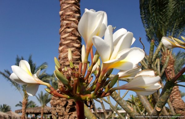 Цветы Африки