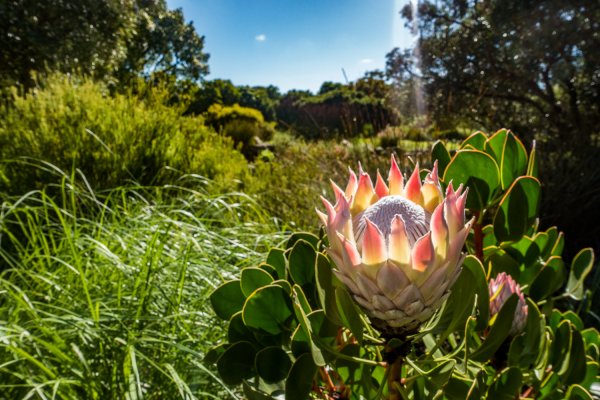 Ботанический сад Кирстенбош ЮАР