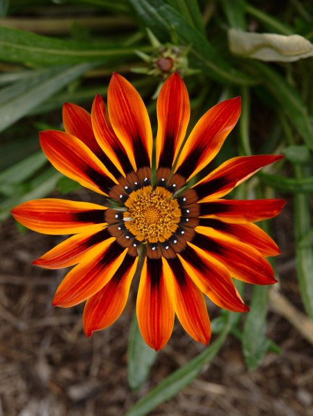 Гацания, газания, гацания