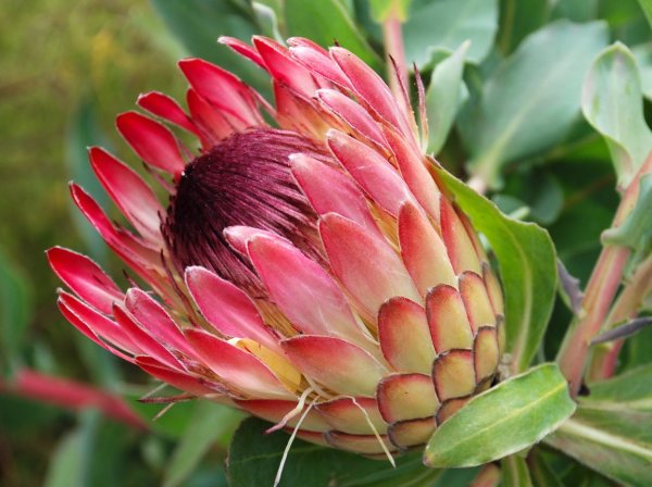Королевская протея цветок