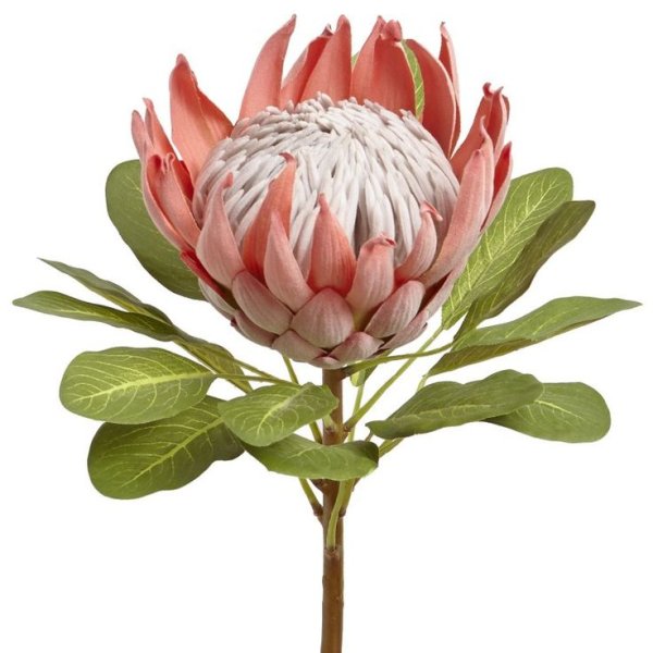 Протея Кинг Мадиба