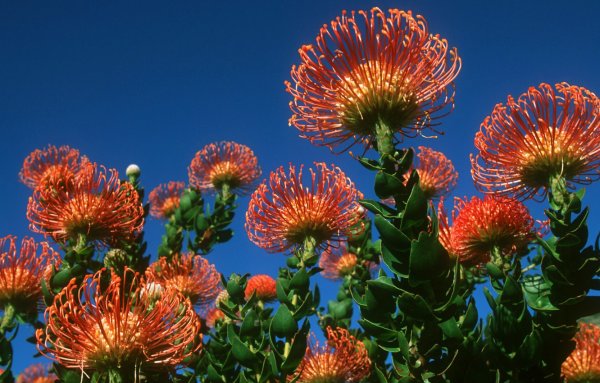 Цветы Африки