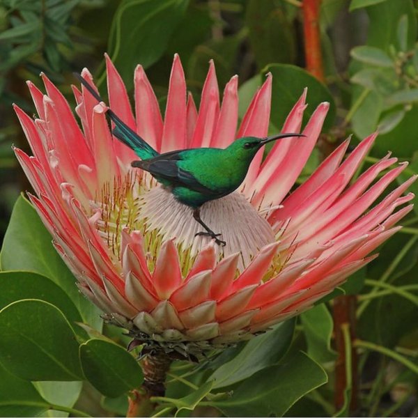 Тропические цветы