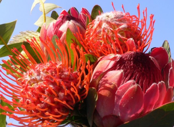 Протея срезка