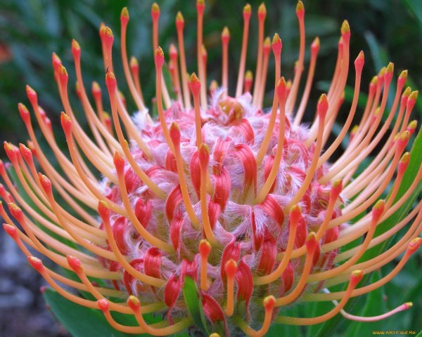 Протея Нутан