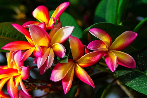 Плюмерия бабочки