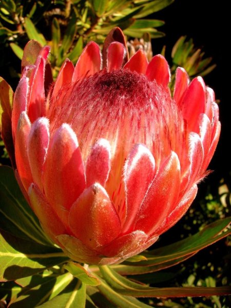 Протея Кинг