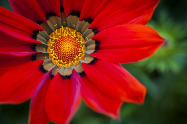 African Red цветок