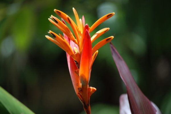 Экзотический цветок порея