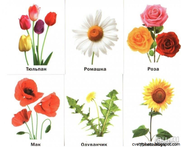 Карточки цветов для детей
