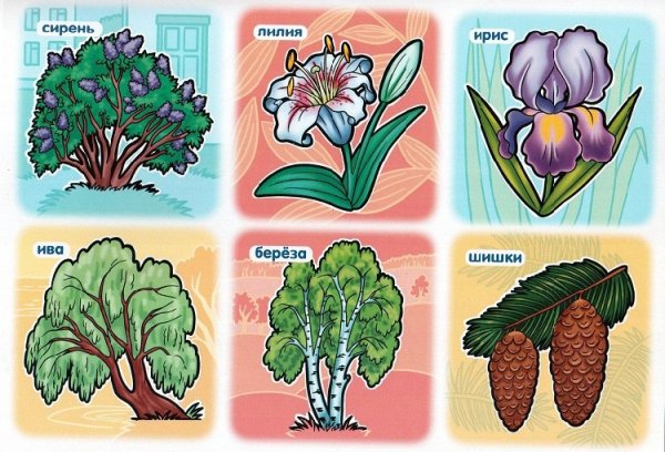 Растения для дошкольников