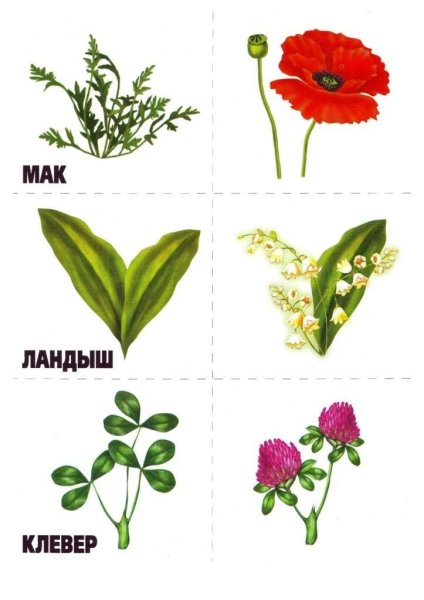 Карточки растения