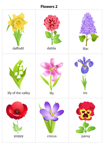 Названия цветов для дошкольников