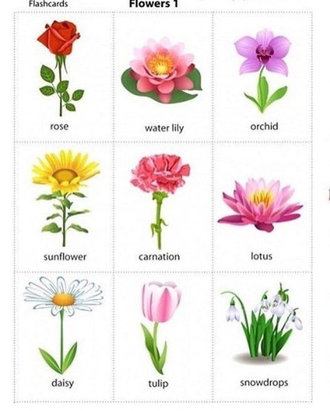 Названия цветов для дошкольников