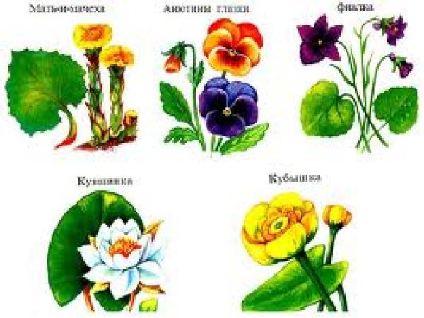 Красная книга растения для детей