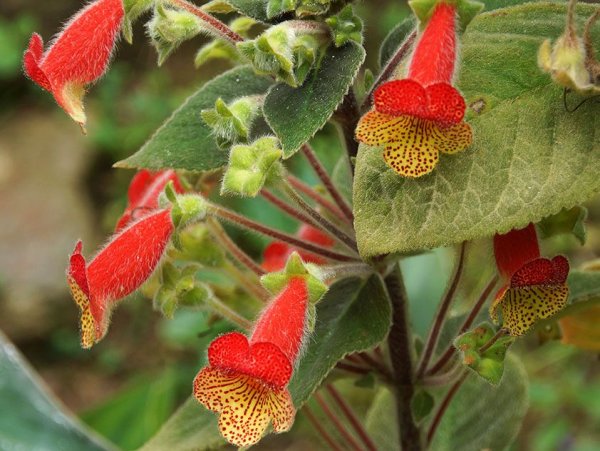 Колерия eriantha