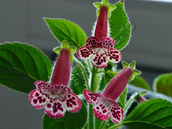 Колерия (Kohleria)