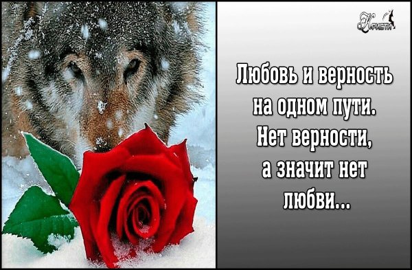 Красивые профили для картинки на WHATSAPP розы