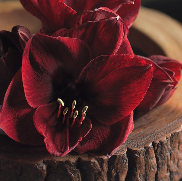 Амариллис бордовый