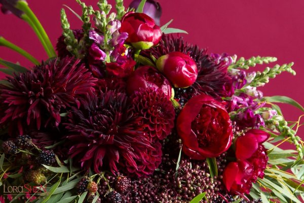 Цветы пионы бордовые