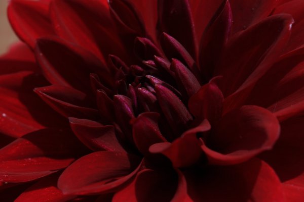 Георгин бордово-белый