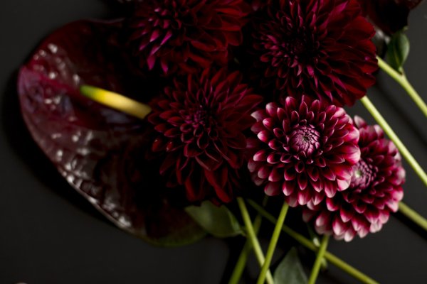 Георгин Бургундия букет