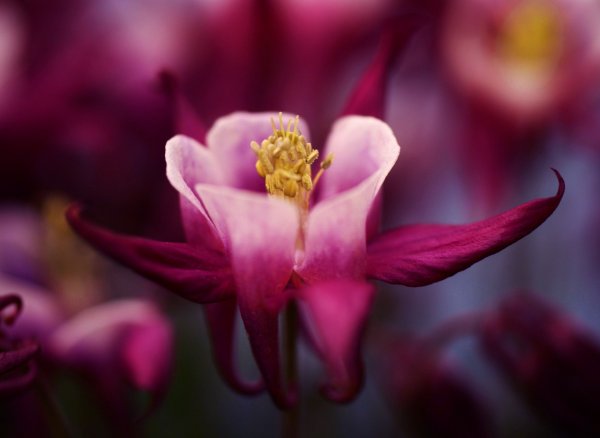 Бордовые цветы