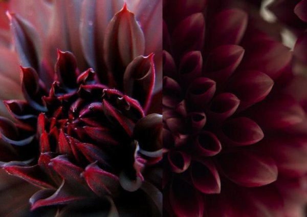 Красно-коричневые цветы