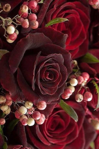 Розы бордовые бархатные