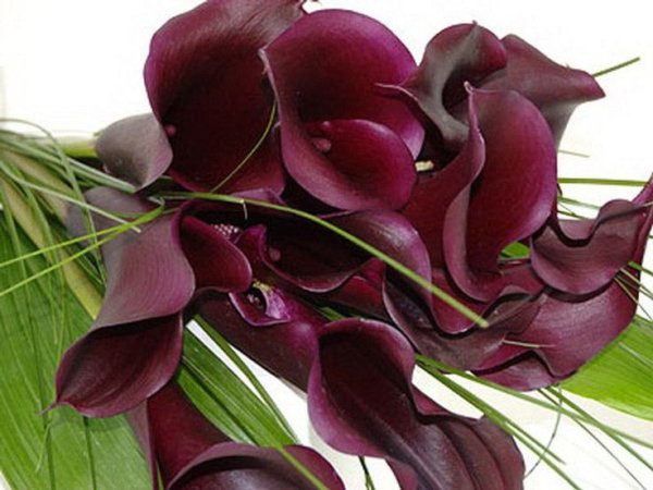 Калла бордо