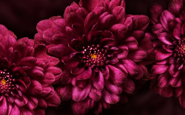 Бургунди цветы