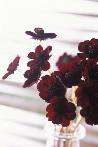 Тюльпаны марсала